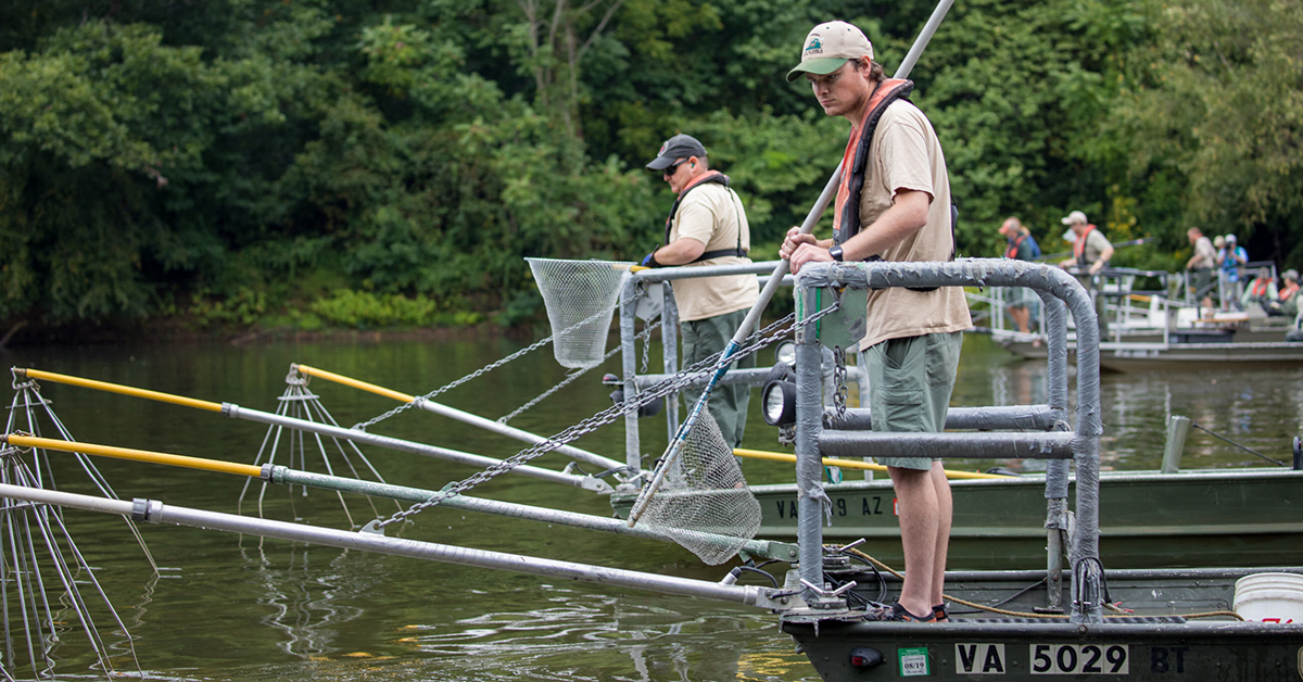 Virginia fisheries professionals conducting electrofishing work