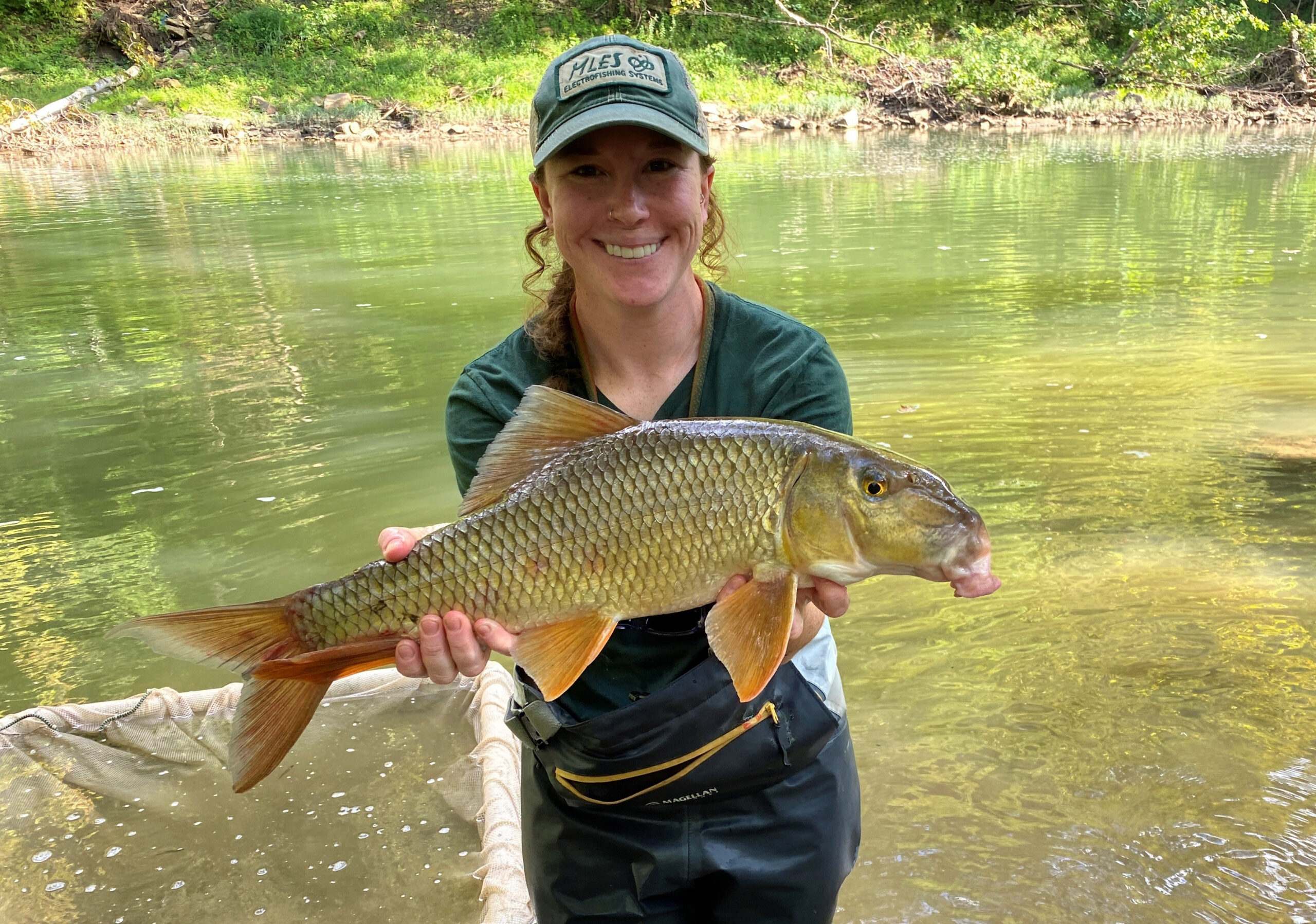 Virginia AFS member Maddie Smith with a Silver Redhorse - Moxostoma anisurum