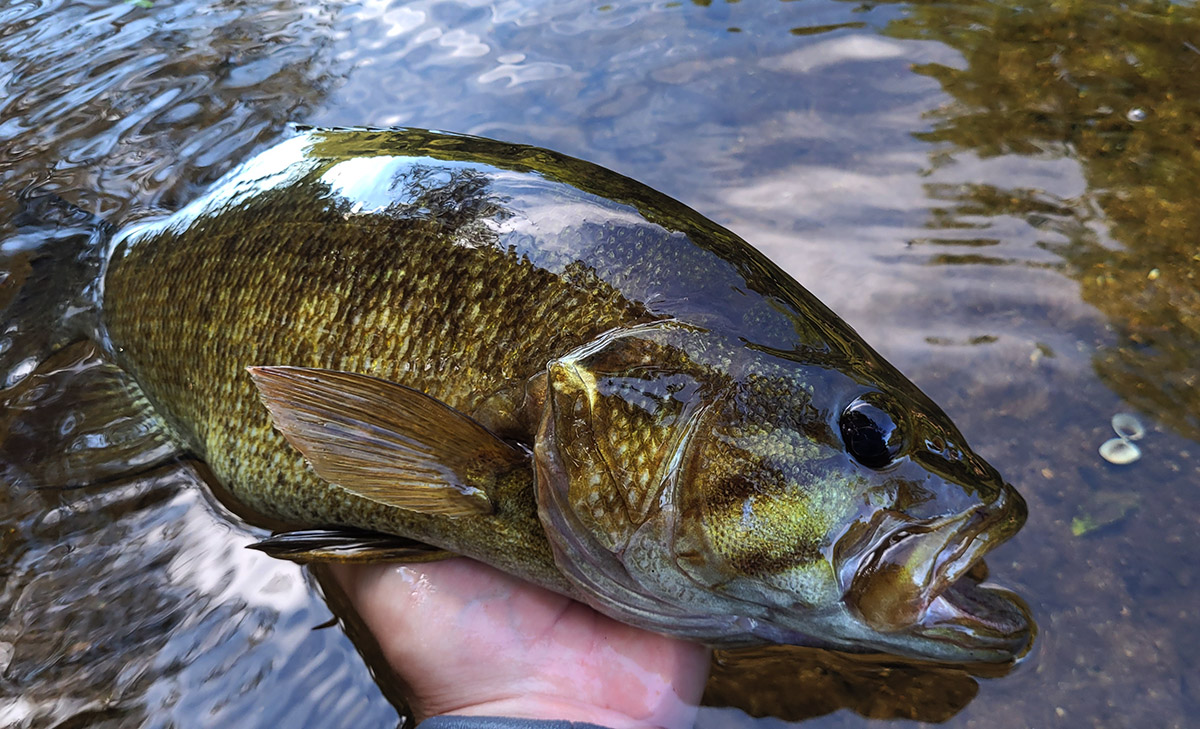 Smallmouth Bass - Micropterus dolomieu